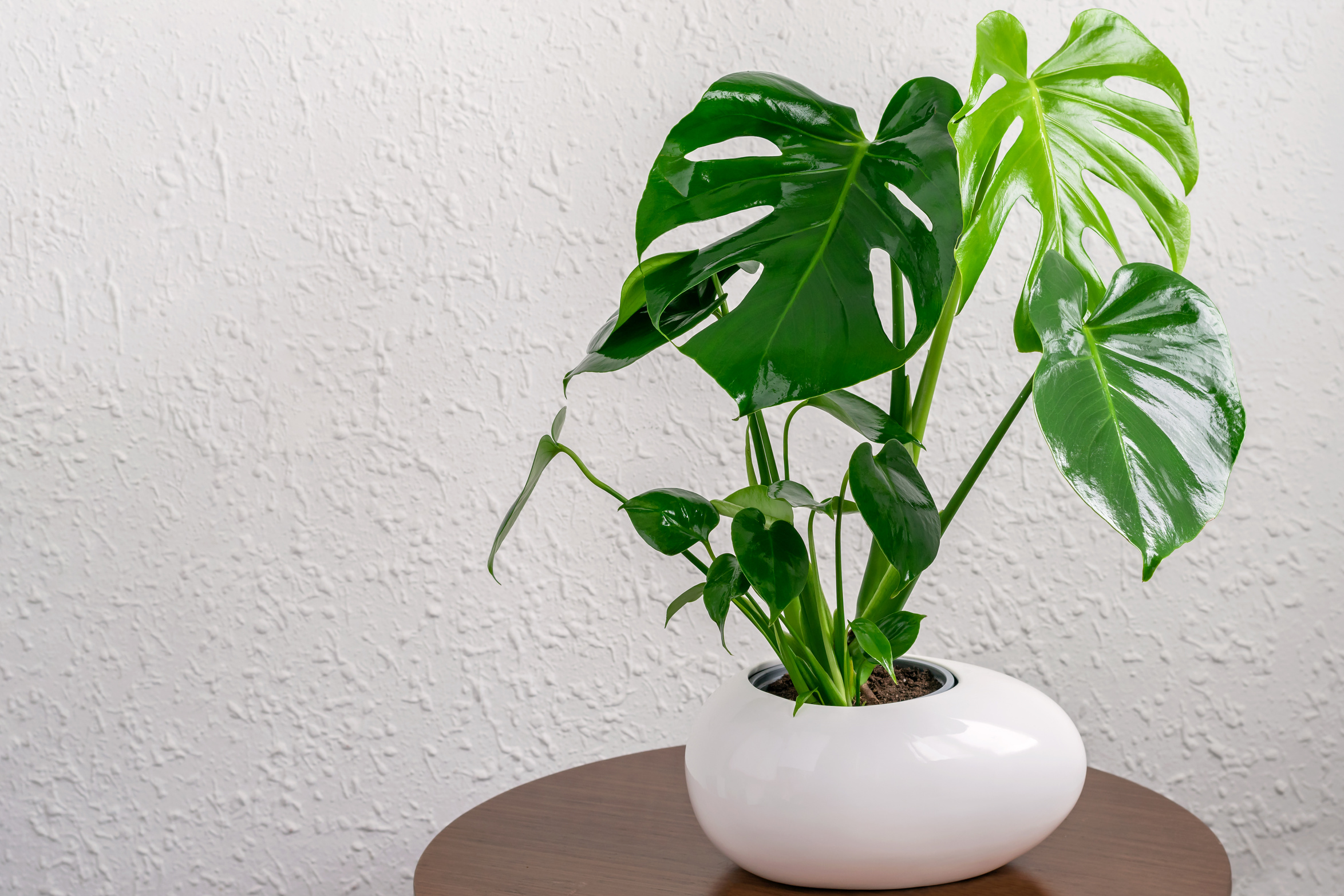 Potted Monstera Deliciosa Plant