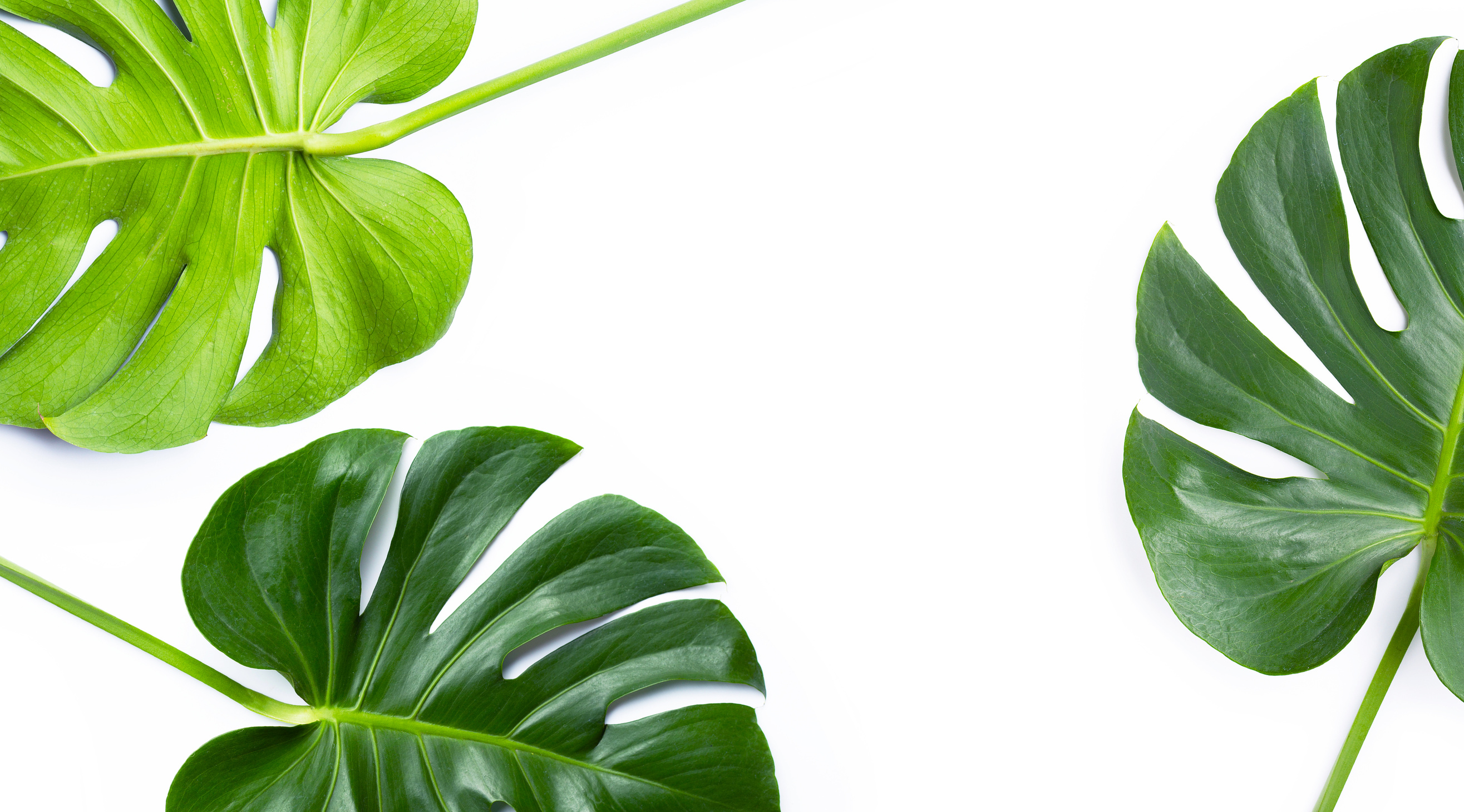 Monstera plant leaves on white