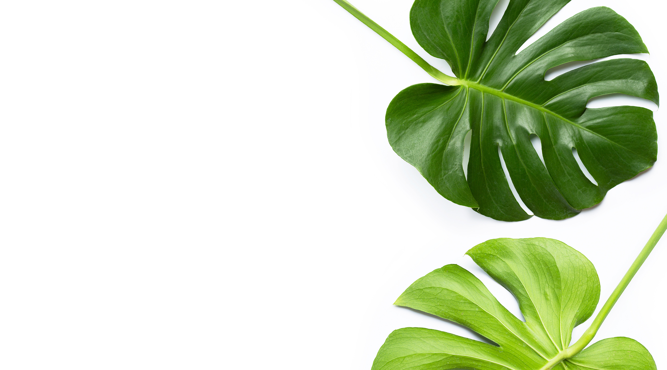 Monstera plant leaves on white