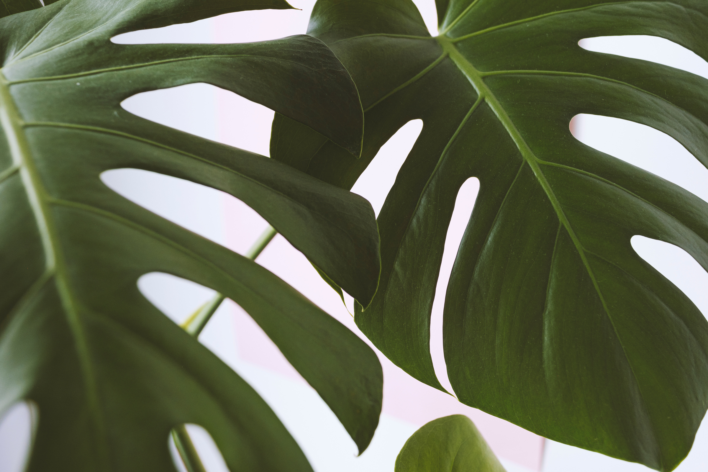 Monstera leaves decorating for composition design. Tropical,botanical nature concepts ideas.